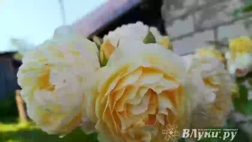 Прогноз погоды в Великих Луках на 26 августа